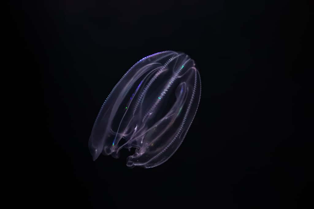 Les cténophores ne font pas partie de la famille des méduses.&nbsp;© Jerome, Adobe Stock