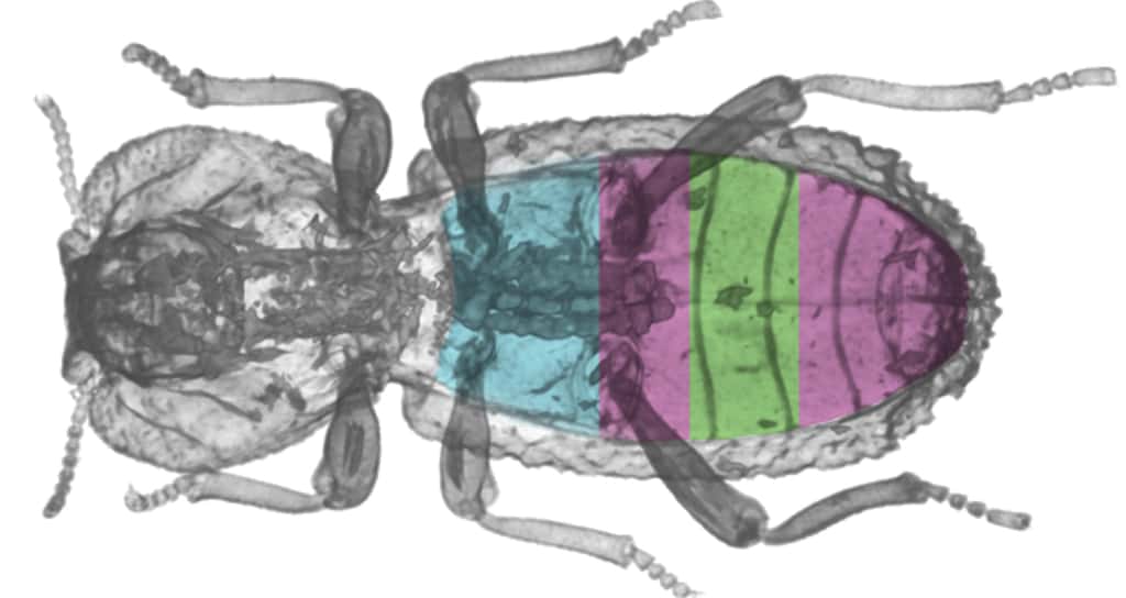 Un scanner de <em>P. diabolicus</em> indique la place des organes sous l'exosquelette. © Jesus Rivera, <em>Kisailus Biomimetics</em> et <em>Nanostructured Materials Lab</em>, Université de Californie, Irvine 