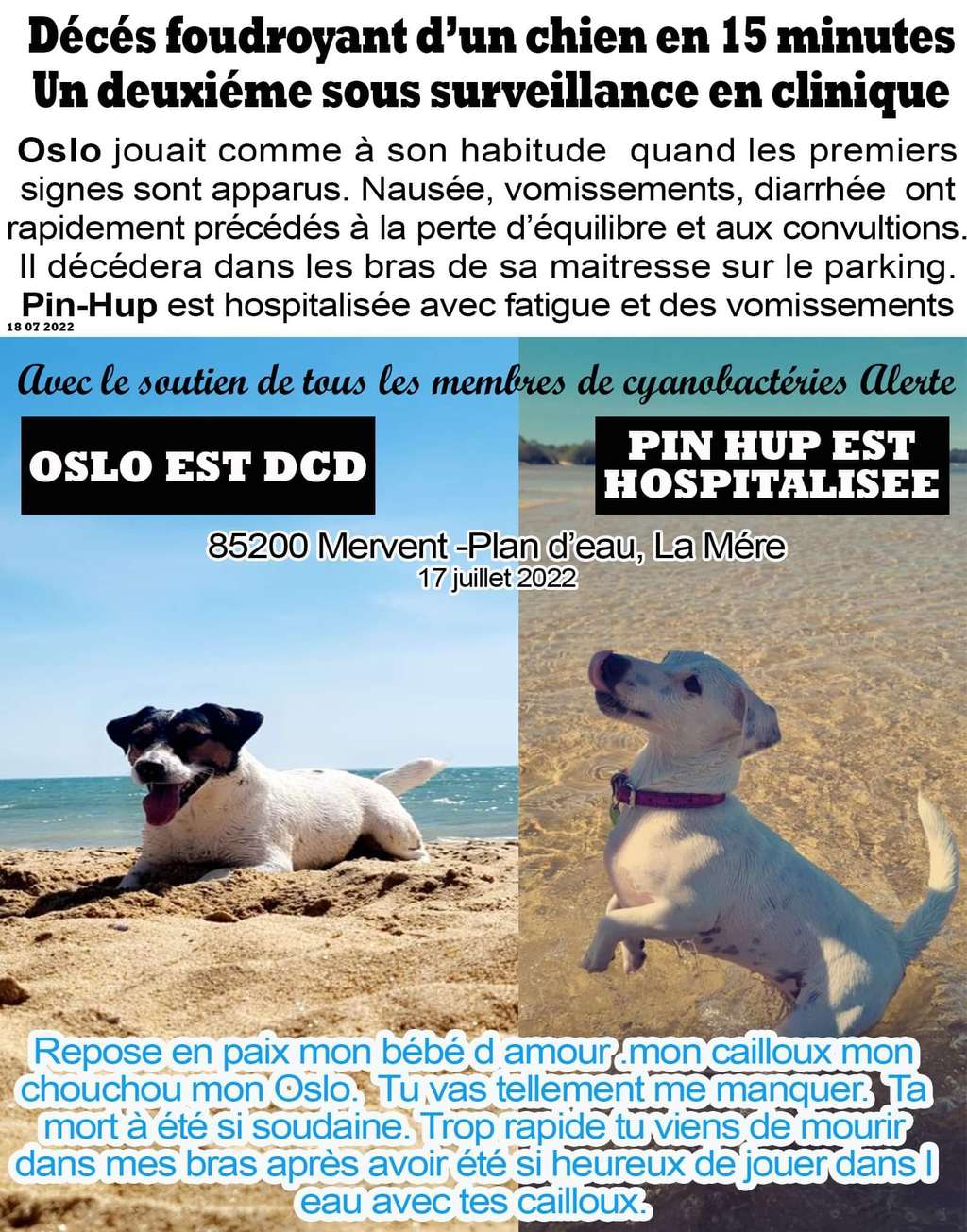 Un chien est mort de manière foudroyante en jouant dans l'eau contaminée en Vendée le 17 juillet dernier. © Audrey Clemenceau