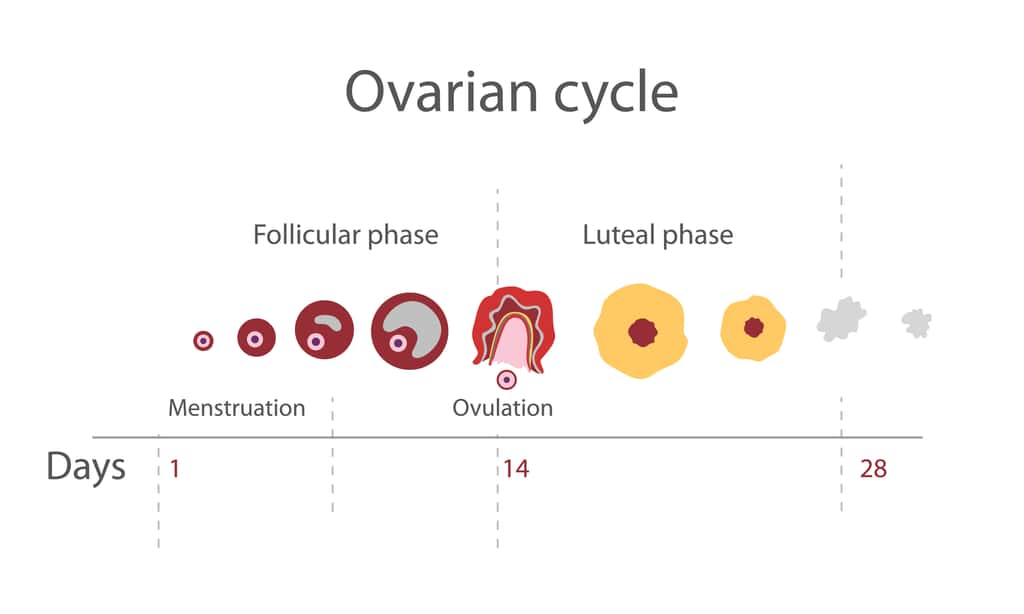 La phase folliculaire correspond à la croissance d'un ovocyte jusqu'à l'ovulation et la phase lutéale se situe après l'ovulation. © ptahai, Adobe Stock