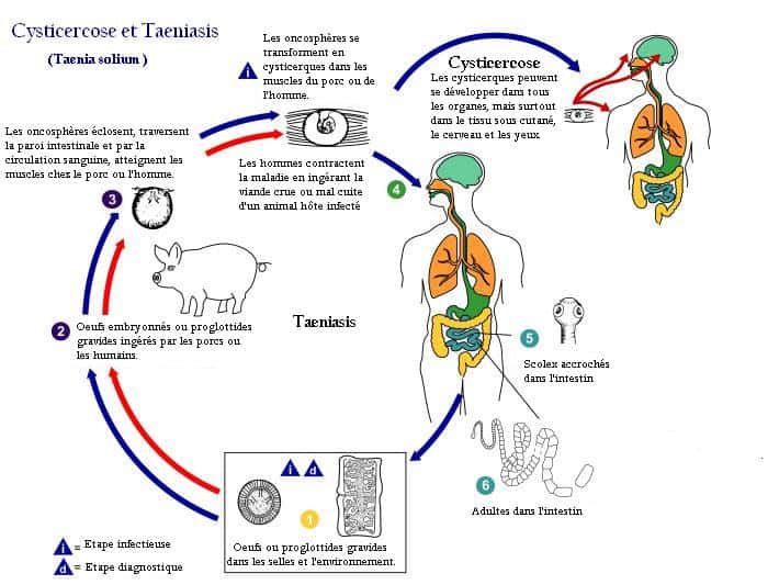 Cycle du <em>Taenia solium</em> : ce ver est transmis par le porc, l'Homme est l'hôte définitif. © CDC, Wikimedia Commons, Domaine public