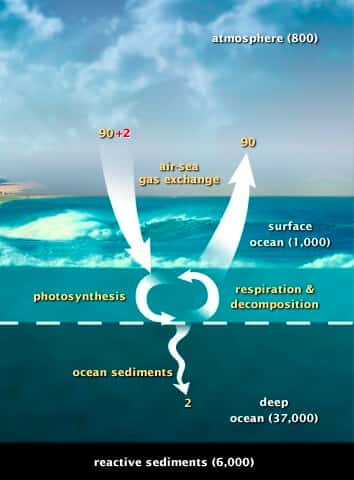 Ce schéma fait état des échanges de CO<sub>2</sub> entre l’atmosphère et les océans. Le bilan carboné est stable. Les chiffres sont exprimés en milliards de tonnes de carbone par an. © <em>US Department of Energy Genomic Science program</em>, DP