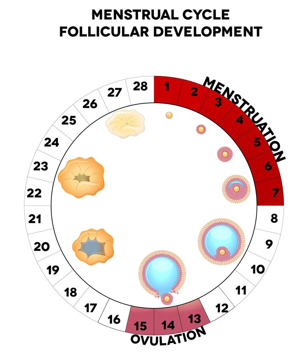 Au début du cycle ovarien, le nombre de cellules de la granulosa augmente autour de l’ovocyte. © reineg, Fotolia