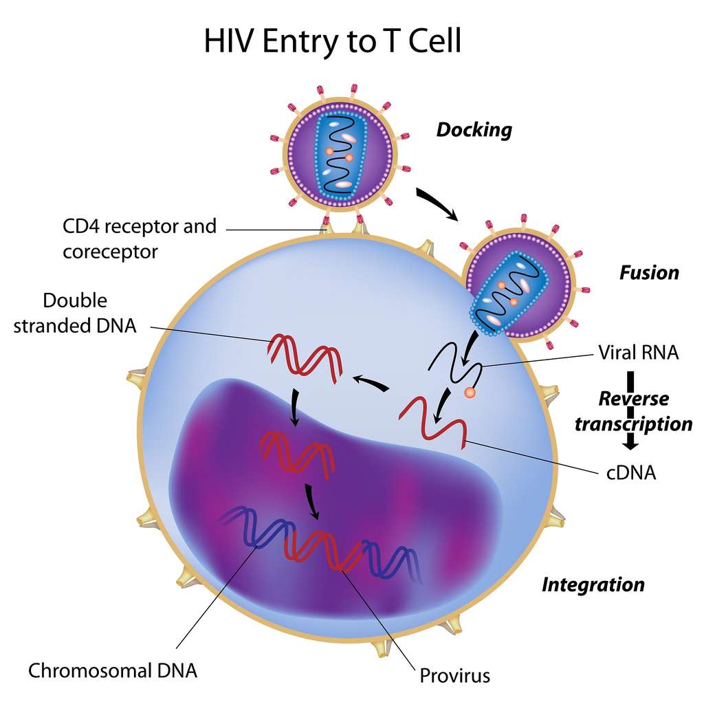 Lors de l’infection par le VIH, l’ARN du génome est rétrotranscrit en ADN. Celui-ci est ensuite inséré dans le génome de la cellule hôte sous la forme du provirus. © <em>Alila Medical Media</em>, Shutterstock