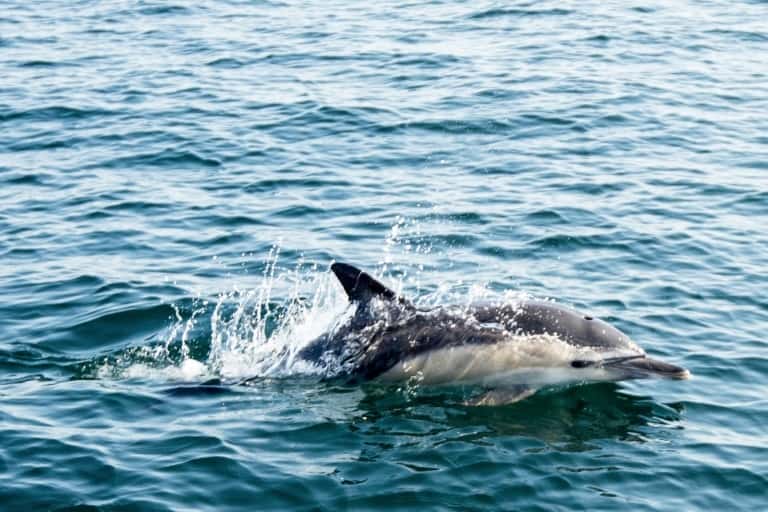 1.100 dauphins ont été retrouvés échoués sur la côte atlantique française entre le 1er janvier et le 18 mars, majoritairement victimes des filets de pêche qui les prennent au piège. © Sébastien Salom Gomis - AFP/Archives