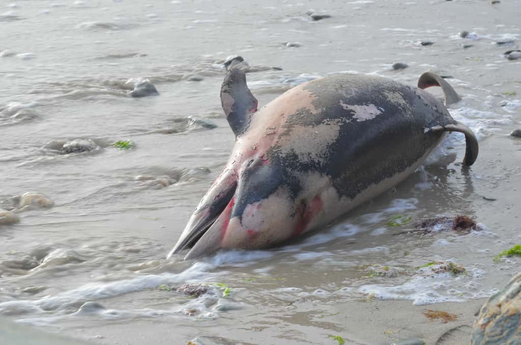 Un dauphin commun à bec court (<em>Delphinus delphis</em>) échoué sur une plage. Un nombre considérable de cétacés victimes de la pêche industrielle n'atteignent jamais les côtes et ne peuvent être comptabilisés. © Didier San Martin