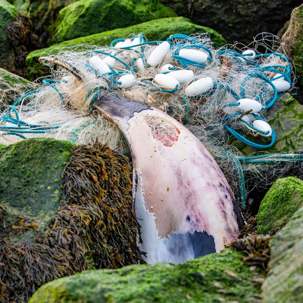 Les côtes françaises ont vu s'échouer environ 1380 cétacés lors de la saison hivernale 2022-2023. © Chris, AdobeStock