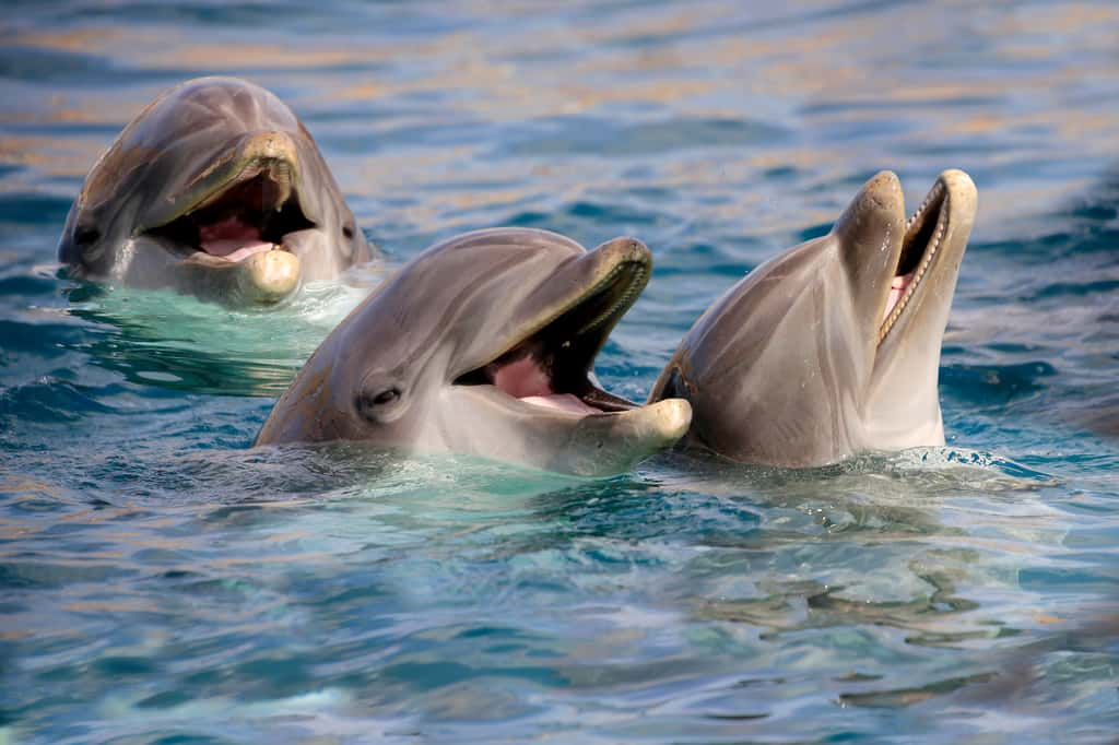 Des centaines d'études démontrent aussi que les dauphins sont très intelligents et qu'ils font preuve de raisonnements complexes. © Aggi Schmid, AdobeStock