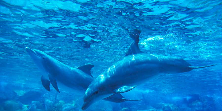 L'UICN a adopté une motion pour protéger les mammifères marins. © Slowmotiongli, Getty Image