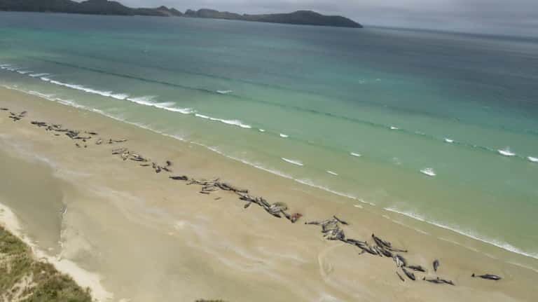 Cet échouement inexpliqué a été découvert par un randonneur sur cette île qui est la troisième plus grande de Nouvelle-Zélande (photo publiée par les autorités le 26 novembre 2018). © Handout - New Zealand Department of Conservation/AFP