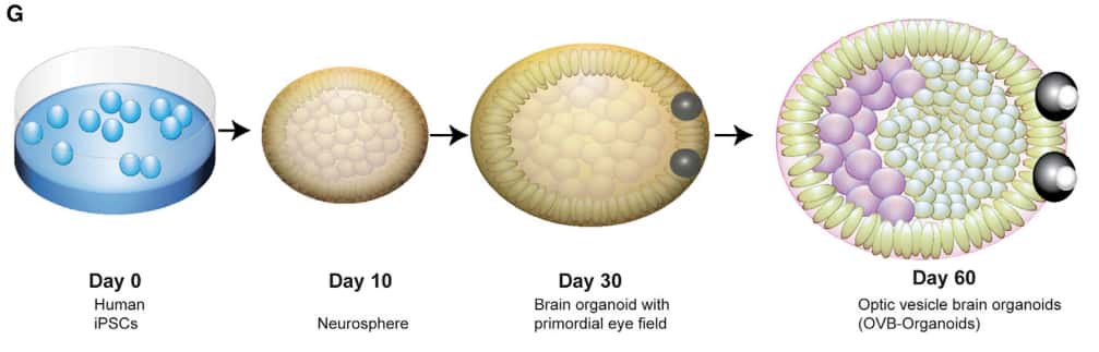 Le développement de l'organoïde cérébral à partir des iPSC jusqu'à l'apparition des vésicules optiques après 60 jours de culture. © Extrait de Gabriel et <em>al.</em>, <em>Cell Stem Cell</em>