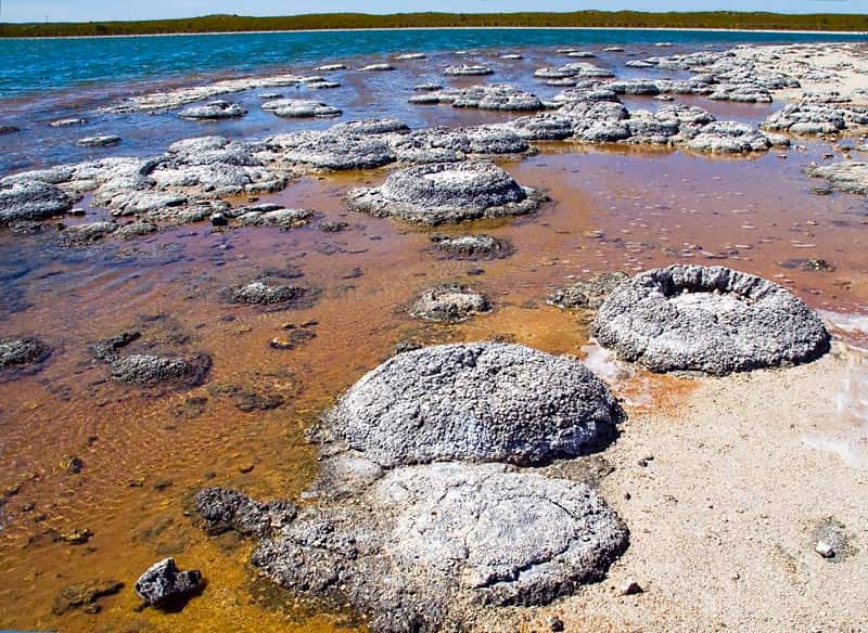 Ces stromatolithes sont visibles sur les rives du lac Thetis, en Australie. Ils ont une croissance relativement lente, puisqu'elle est de 0,4 millimètres par an (mesure faite à Shark Bay, toujours en Australie). © Ruth Ellison, Flickr, CC by-nc 2.0 