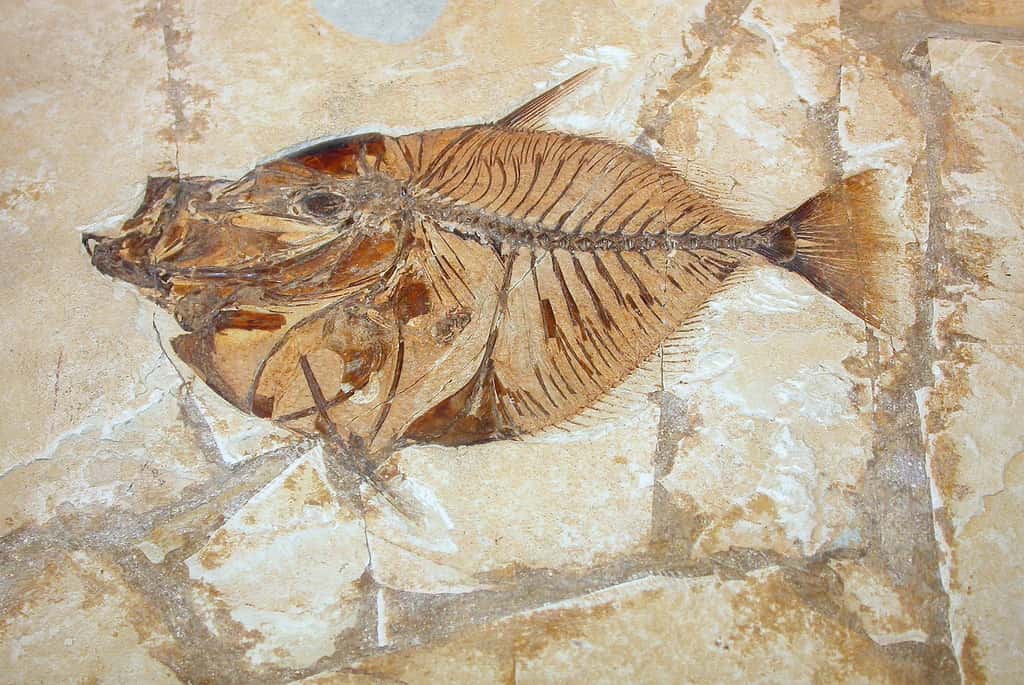  Le plus vieux fossile du monde, qui n'est pas ce poisson, a été découvert en Australie. Il s'agirait des restes d'un être unicellulaire qui a vécu voici 3,4 milliards d'années. © nardino, Flickr, CC by-nc-sa 2.0