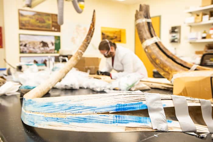 La défense du mammouth laineux a été coupée en deux dans le sens de la longueur pour accéder aux détails de la vie du spécimen. © JR Ancheta, <em>University of Alaska Fairbanks</em>