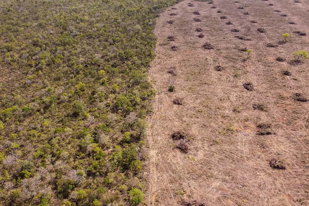 La déforestation mondiale s'est accrue de 4 % l'année dernière, et le monde n'est toujours pas sur la bonne voie pour respecter l'engagement de 2030. © Florence Goisnard, AFP