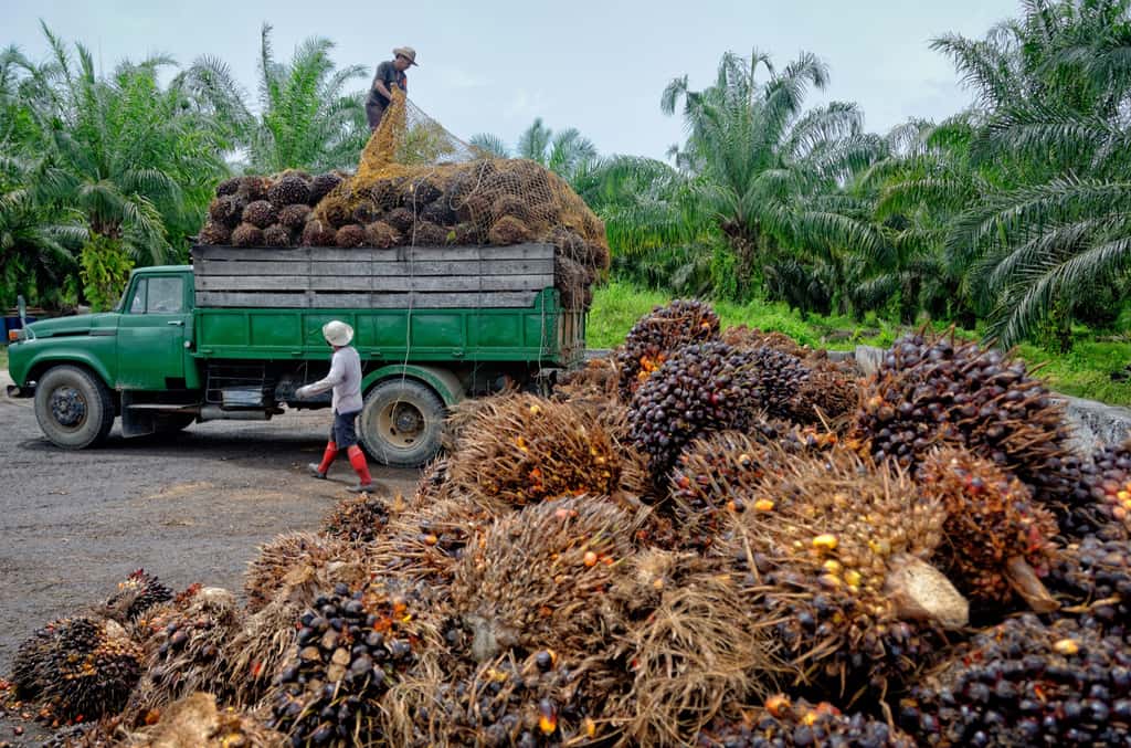 Les conséquences de l'industrie de l'huile de palme sur l'environnement sont dramatiques. Entre 2011 et 2013, les planteurs de palmiers à huile auraient brûlé six millions d'hectares de forêt. Ce qui représente l'équivalent de la surface de l'Irlande. © Photomagically, Adobe Stock