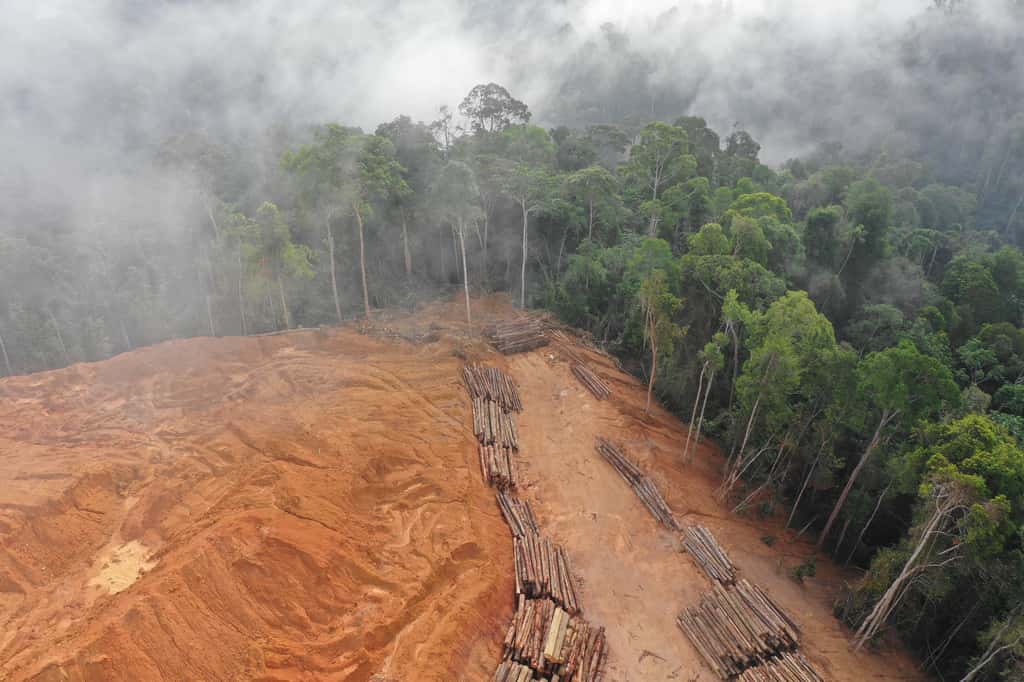 La déforestation a un impact majeur sur le climat et devrait être au centre des préoccupations et des grandes mesures. © Richard Carey, Adobe Stock