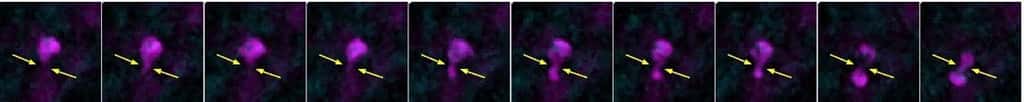 Observation en microscopie « 2-photons » de la déformation extrême d’un macrophage alvéolaire, lors de son passage entre deux alvéoles. Au cours de ces migrations, le noyau se déforme aussi, et c’est à ce moment que l’ADN peut être endommagé. © Inserm, Institut Curie