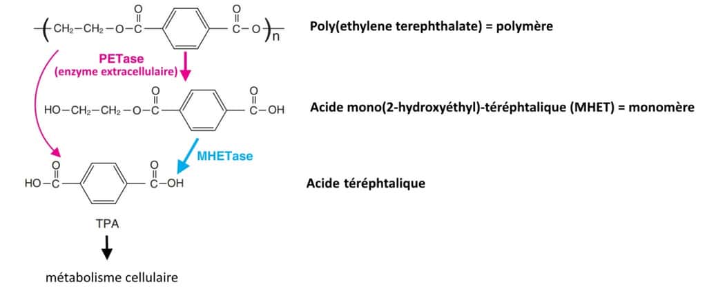 Voie de dégradation enzymatique du PET chez la bactérie<em style="text-align: center;">Ideonella sakaiensis</em>201-F6. © sciencemag.org