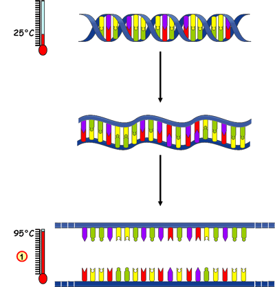 Première étape du cycle PCR, la dénaturation. Les deux brins de l'ADN bicaténaire se séparent. © Université de Strasbourg