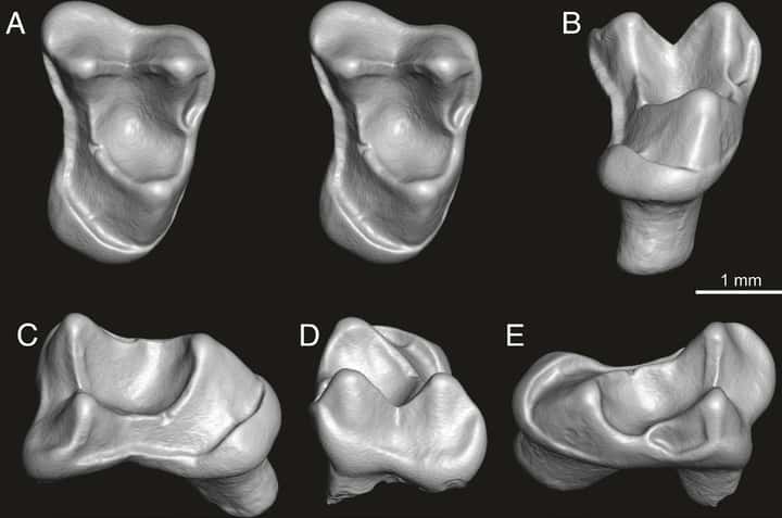 Modèles 3D de la première molaire supérieure droite de <em>A. simpsoni</em>. La morphologie aux reliefs pointus et tranchants est typique d'un régime insectivore, surtout chez un primate de petite taille. (A) (gauche et droite) face occlusale de la dent (paire stéréoscopique) ; (B) vue linguale (depuis l'intérieur de la bouche) ; (C) vue distale (depuis l'arrière de la bouche) ; (D) vue buccale (depuis l'extérieur de la bouche) ; (E) vue mésiale (depuis l'avant de la bouche) © Marivaux et al. (2023) 