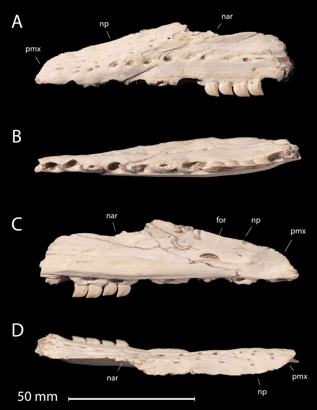 La mâchoire fossilisée de <em>Xenodeus calminechari</em> où l'on voit ses dents en forme de scie. Une forme plutôt observée chez les requins que chez les reptiles. © Nick Longrich 