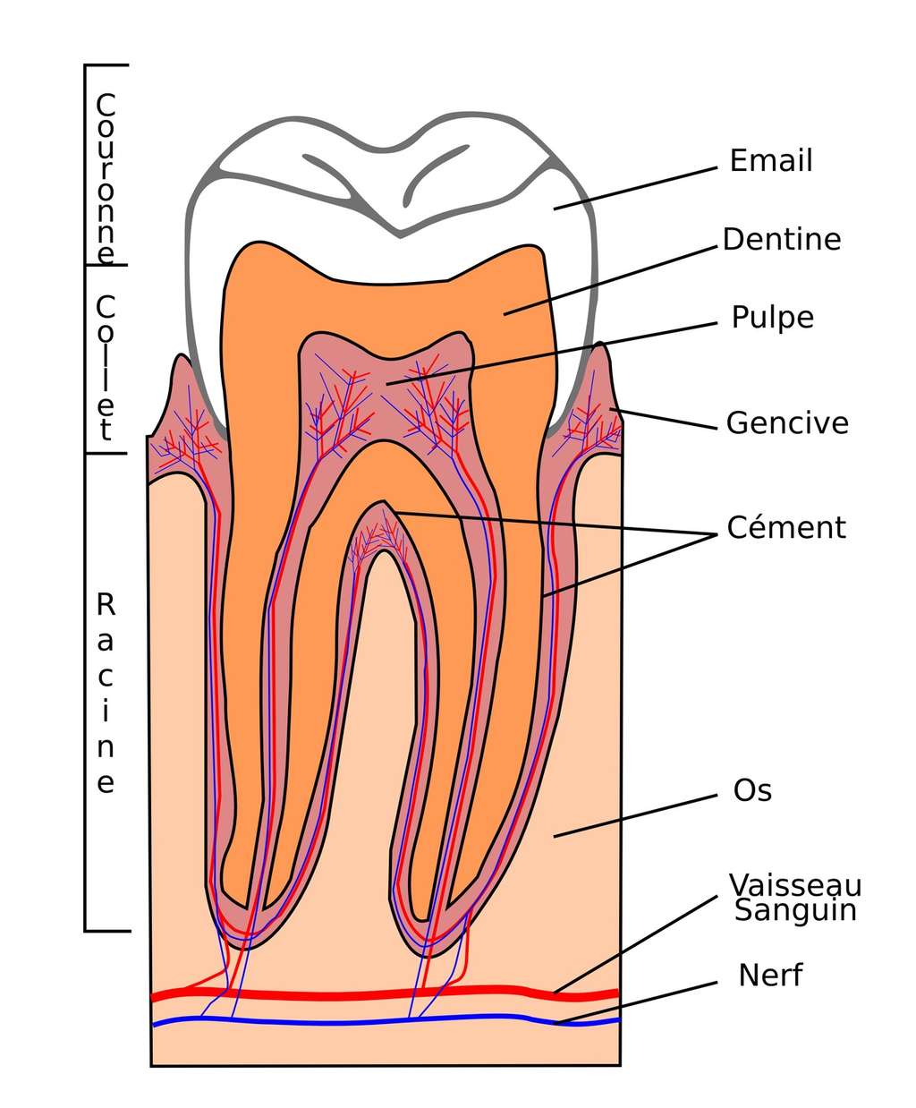 La dentine est recouverte d’émail. © Floki Fotos, Fotolia