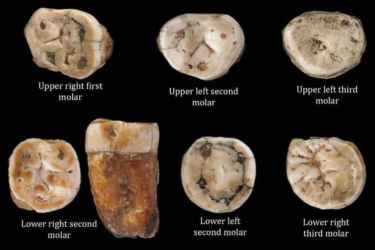 Quelques unes des dents prélevées dans la grotte de la Cotte St-Brélade sur l'île de Jersey. En haut, de gauche à droite : première molaire droite de la mâchoire supérieure, seconde molaire gauche de la mâchoire supérieure, troisième molaire gauche de la mâchoire supérieure. En bas : de gauche à droite : seconde molaire droite de la mâchoire inférieure, deuxième molaire gauche de la mâchoire inférieure et troisième molaire droite de la mâchoire inférieure. © Tim Comptom et <em>al., Journal of Human Evolution</em>