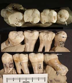 Trois vues des quatre dents étudiées. © David Frayer, <em>University of Kansas</em>