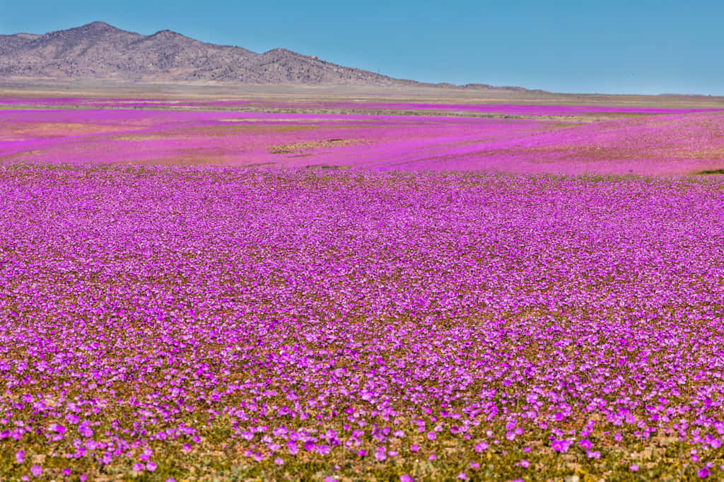 Le désert d'Atacama recouvert de fleurs violettes grâce aux pluies des derniers mois et à la présence du brouillard fréquent. © abriendomundo, Adobe Stock