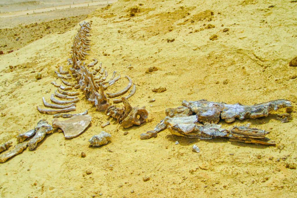 Ce qui est aujourd'hui un désert brûlant était autrefois un environnement marin grouillant de vie, peuplé d'animaux terrestres qui se sont progressivement, sur des millions d'années, adaptés à la vie océanique. © Wirestock, iStock