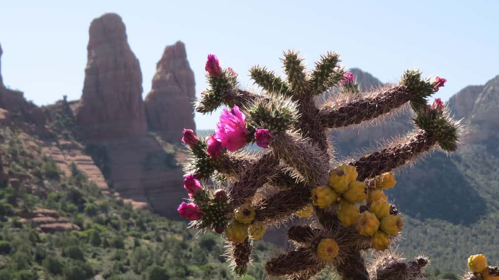 Pour faire fleurir ses cactus en pot, il faut reproduire les conditions météo de leur zone d'origine, ici le désert d'Arizona. © GeorgeB2, Pixabay