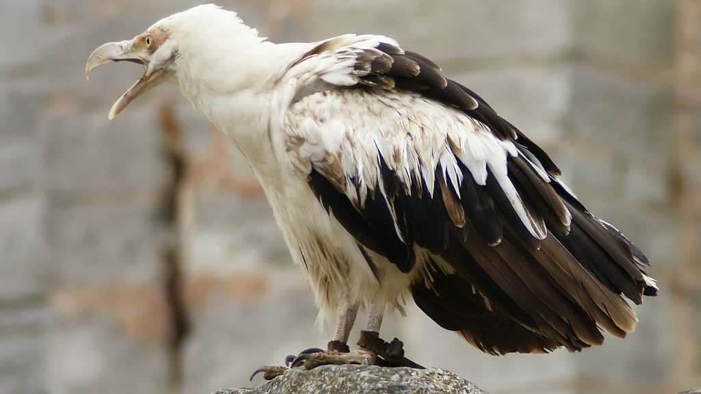 Le palmiste africain, un vautour du genre Gypohierax