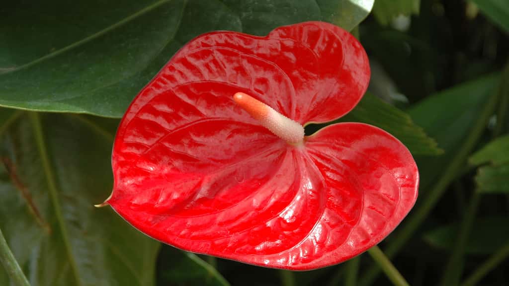 L'anthurium rouge, une plante d'intérieur dépolluante