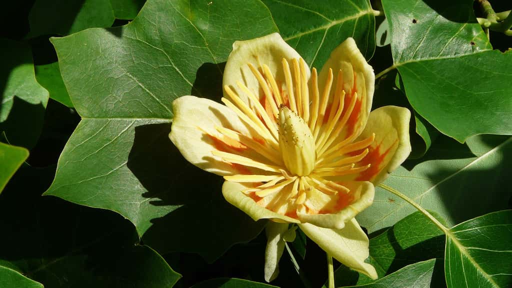 Fleur jaune d'un tulipier de Virginie