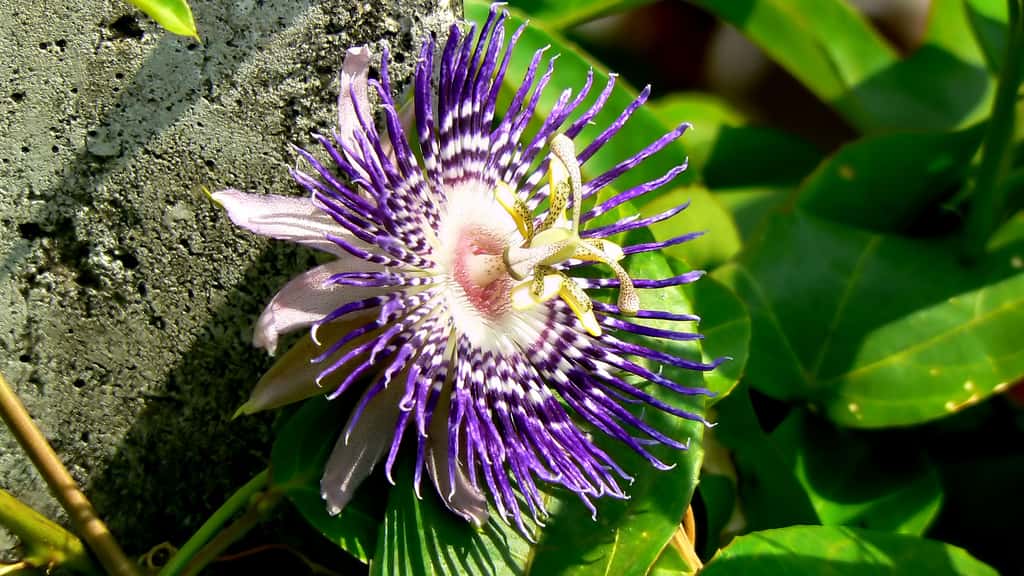 La passiflore officinale ou Passiflora incarnata, la fleur de la Passion