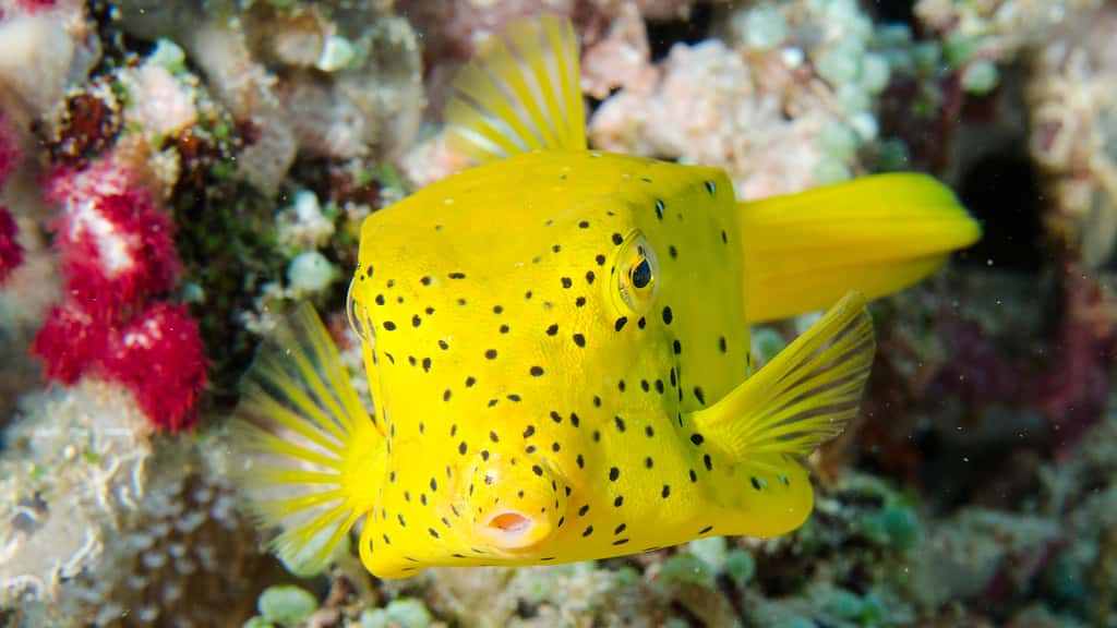 Un poisson-coffre jaune parmi les récifs coralliens