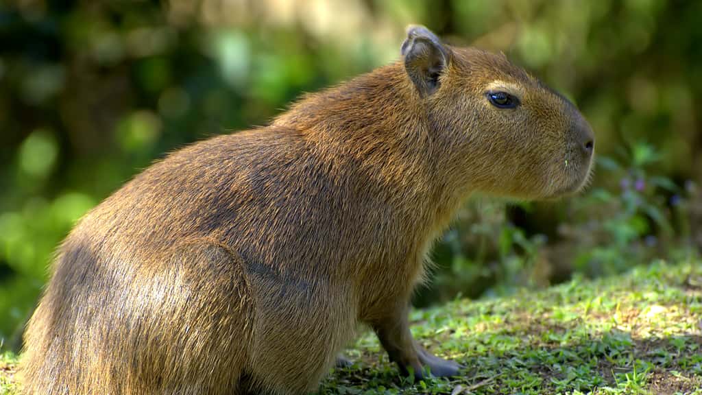 Le capybara, plus gros rongeur du monde