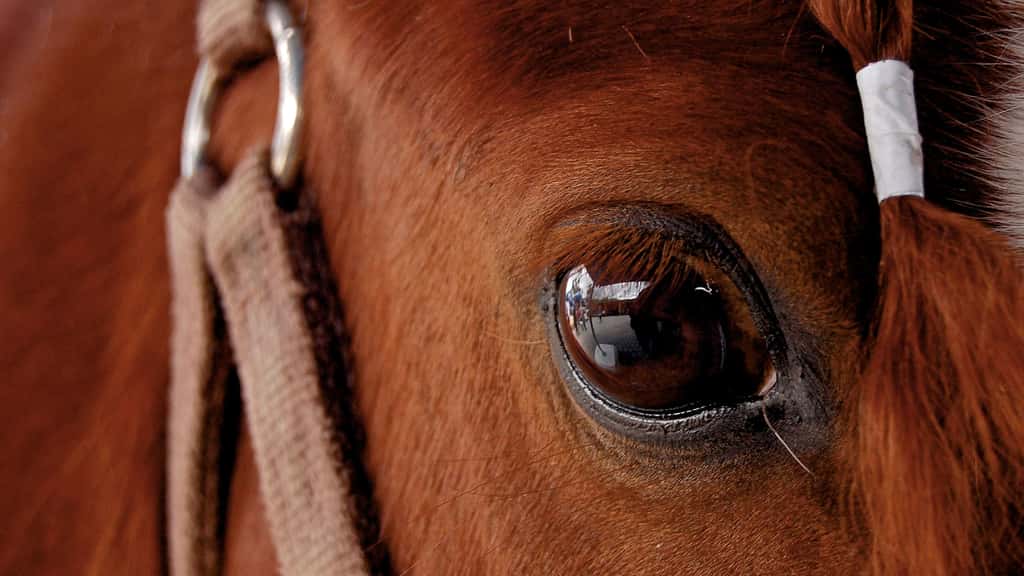 L'œil et la vision du cheval