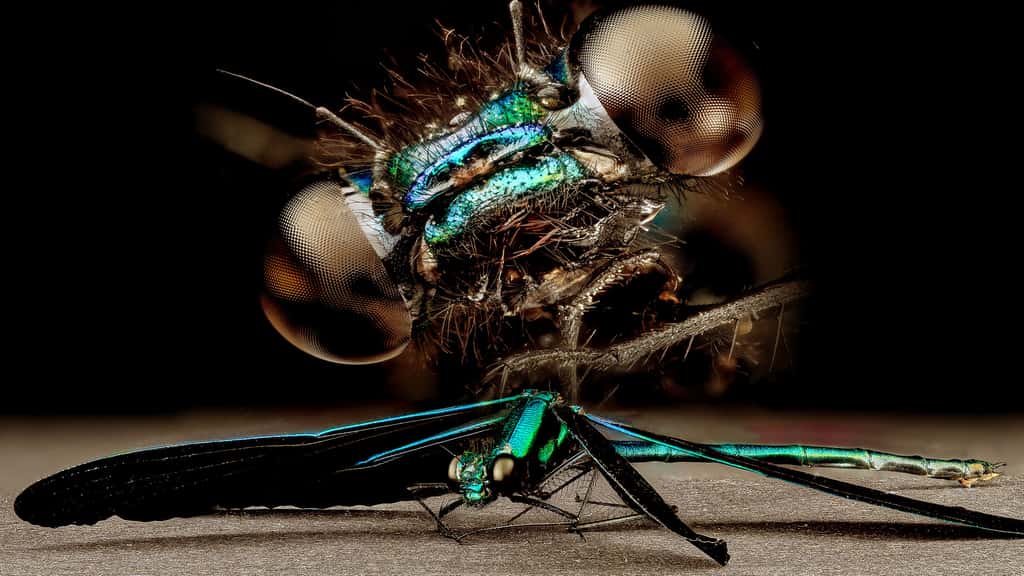Les yeux de la libellule Calopteryx