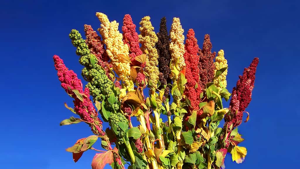 Le quinoa, riche en protéines