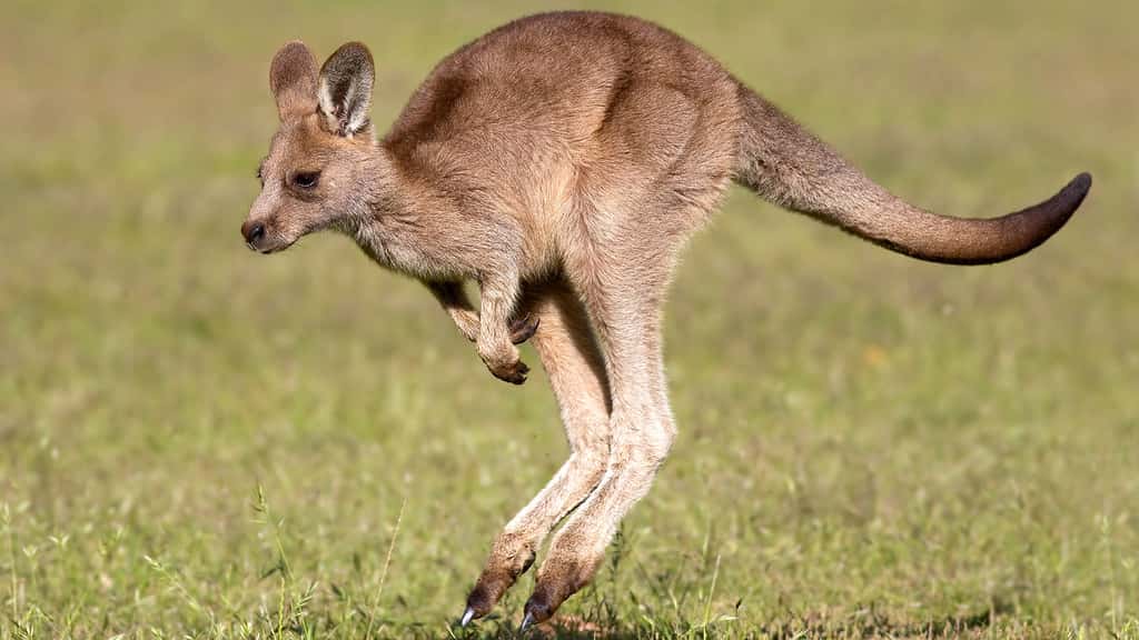 Petit kangourou fera des bonds de géant