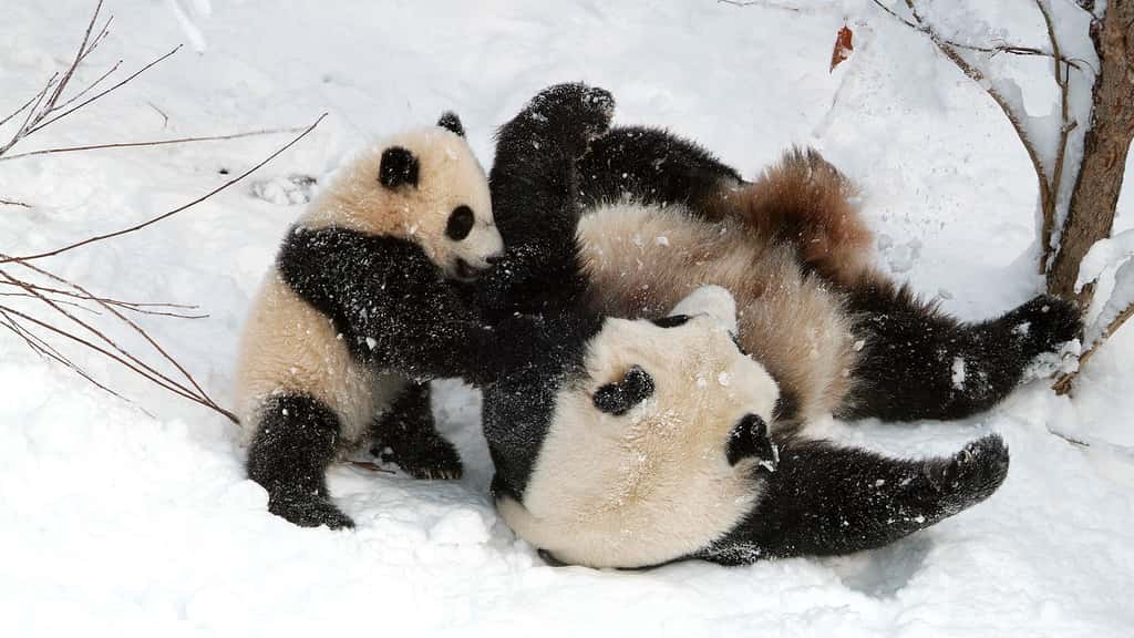 Un bébé panda joueur