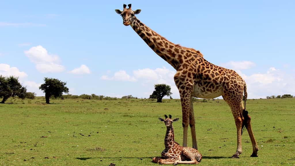 Girafe avec son petit, le girafon