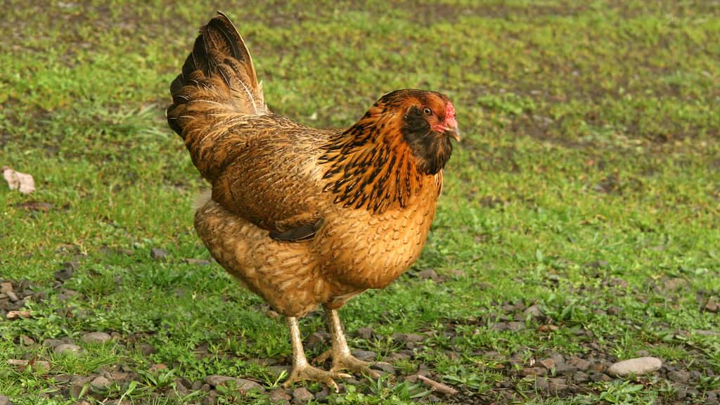La poule Ameraucana, une pondeuse d'œufs bleus