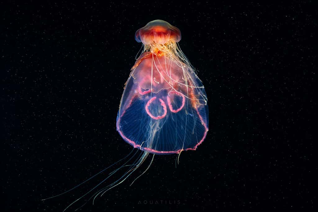 Une méduse qui en mange une autre
