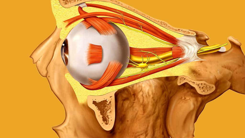 Mouvements de l'œil et nerf optique