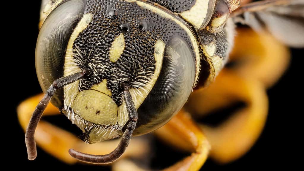 L'abeille Pachyanthidium du Kenya