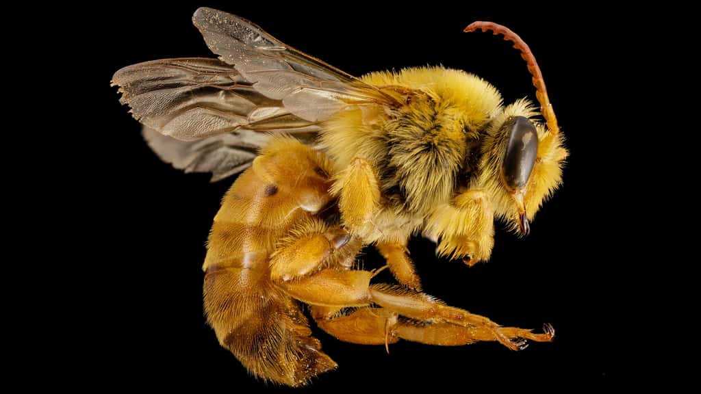 Mydrosoma serratum, une abeille du Mexique