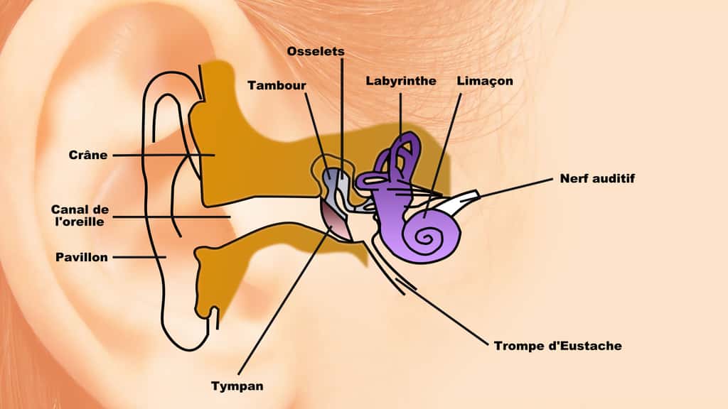 Anatomie de l’oreille